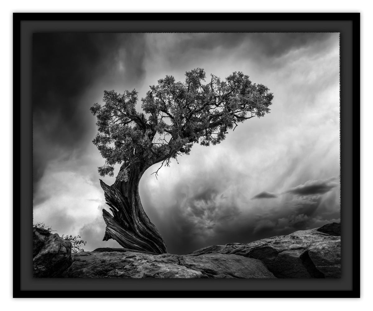 Windswept Juniper