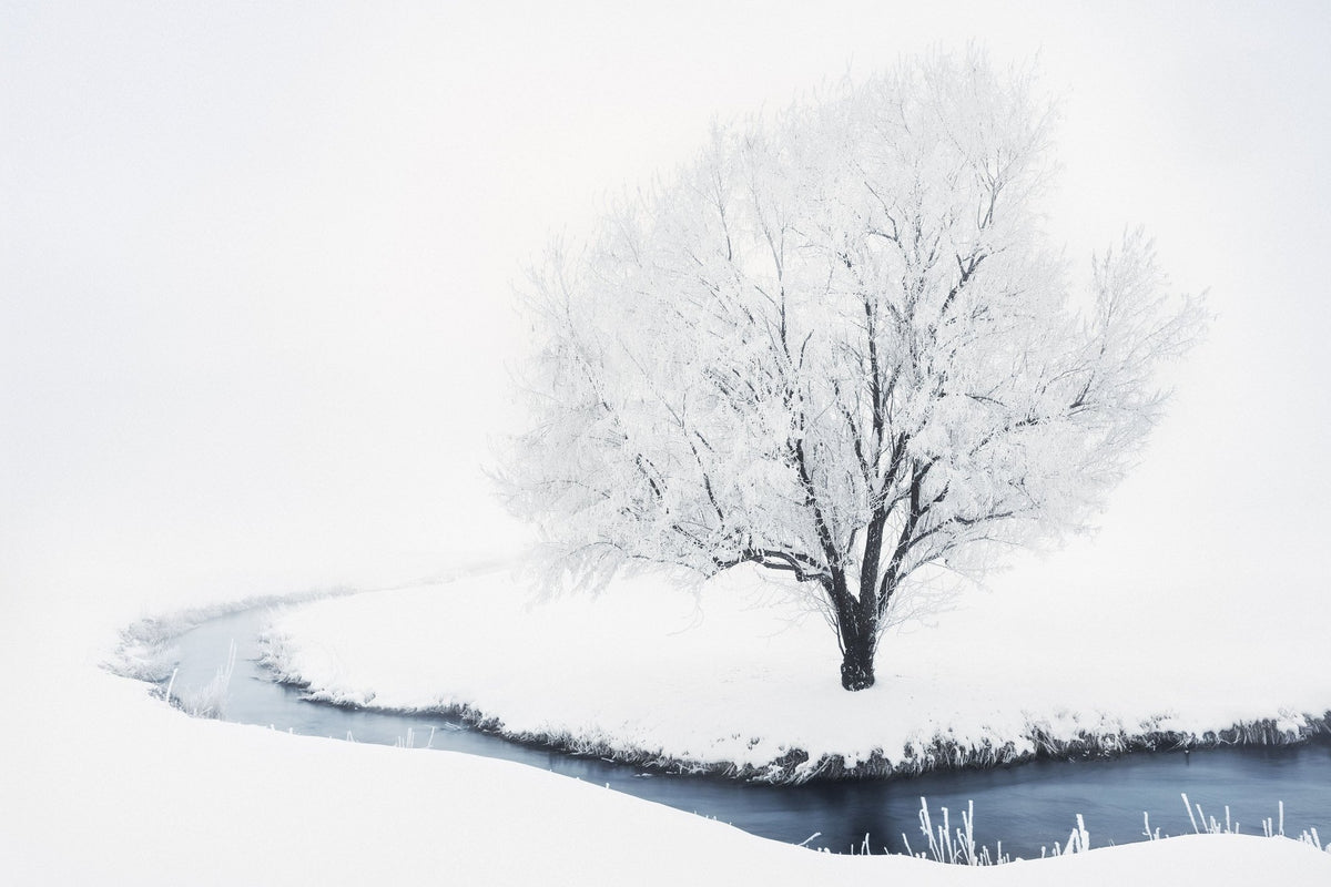 Whiteout Creek Frosted Tree