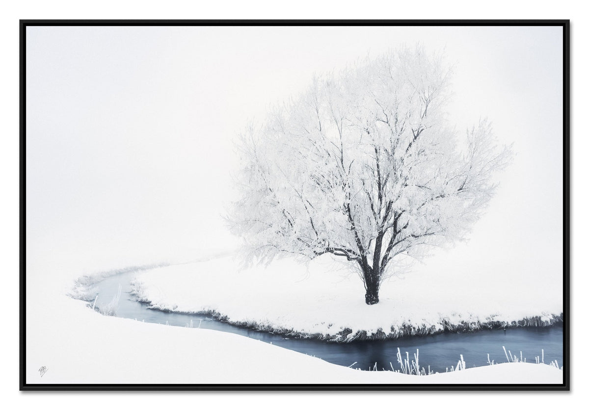 Whiteout Creek Frosted Tree