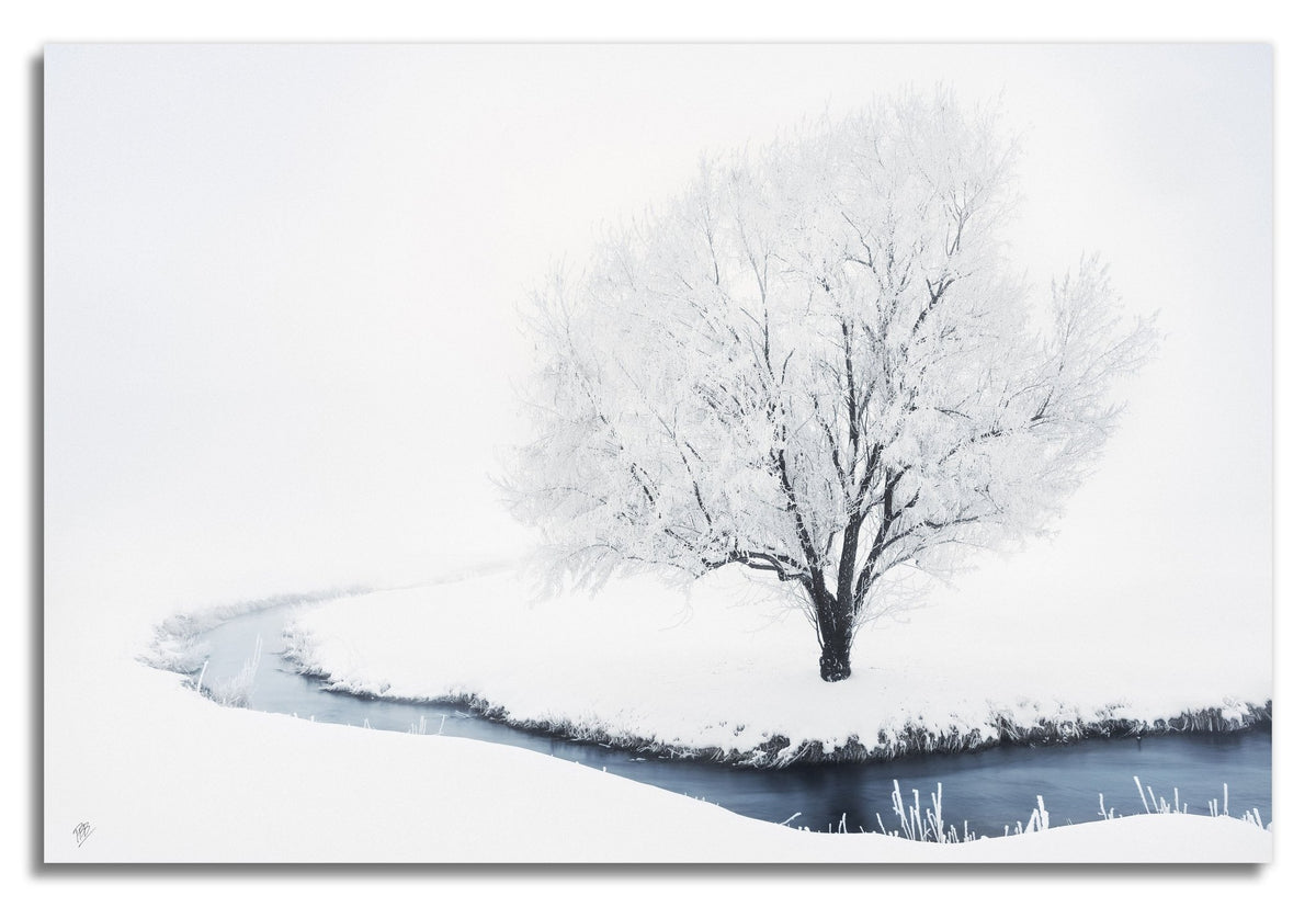 Whiteout Creek Frosted Tree