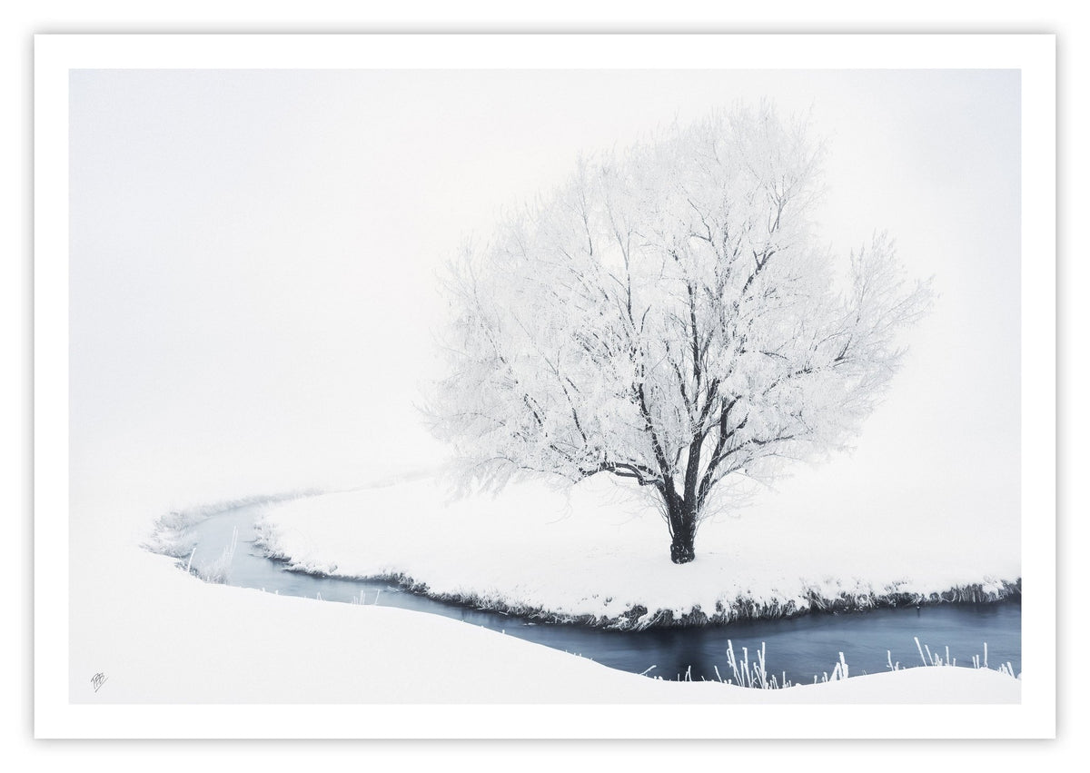 Whiteout Creek Frosted Tree