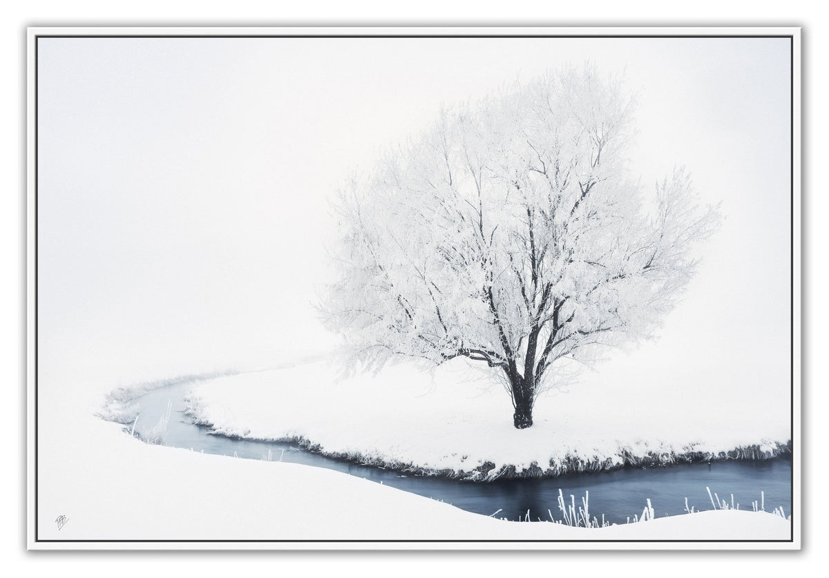 Whiteout Creek Frosted Tree