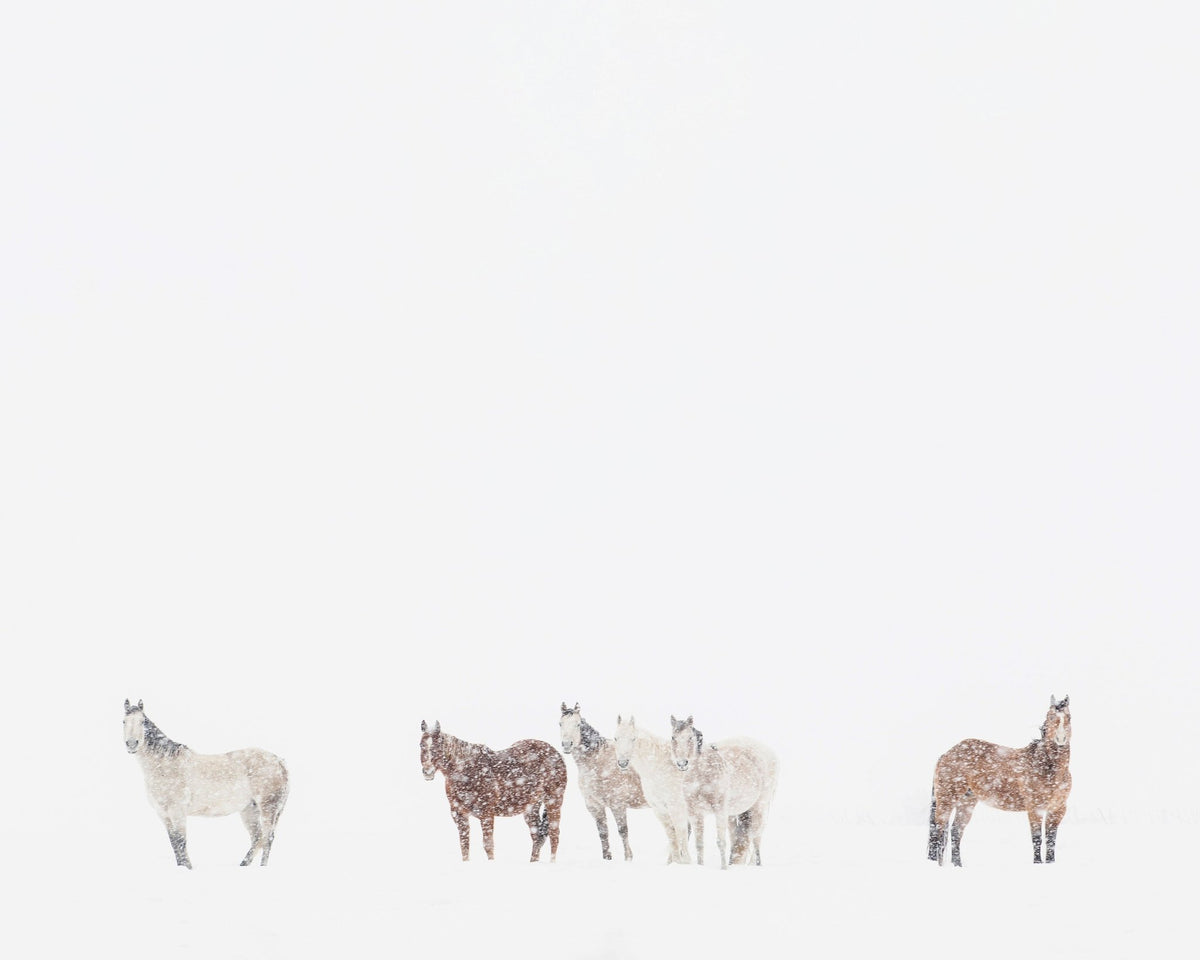 Winter Herd