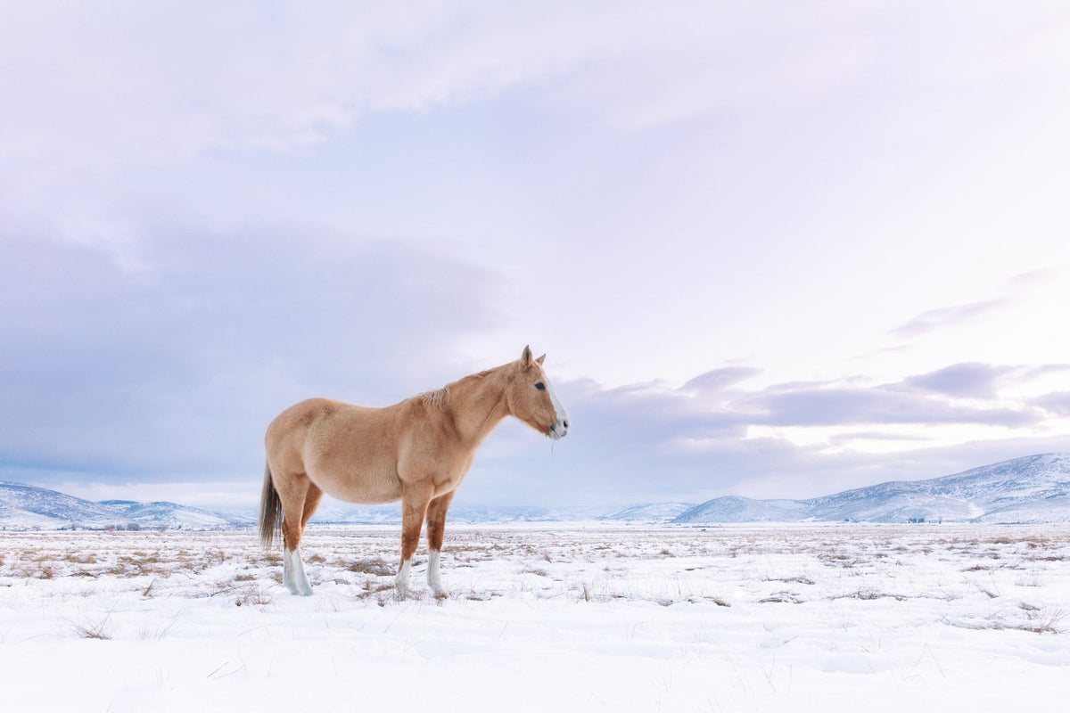 Winter Pasture