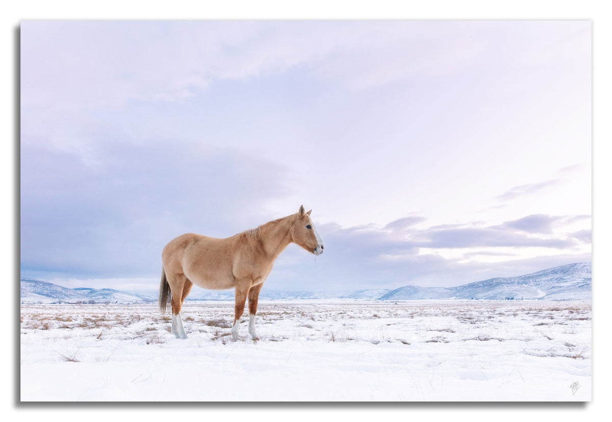 Winter Pasture