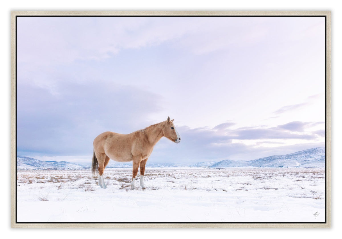 Winter Pasture