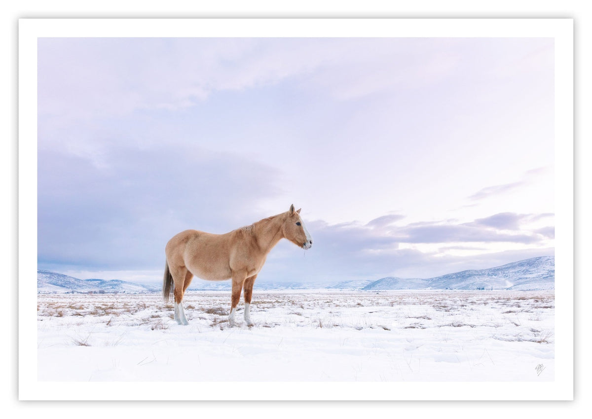 Winter Pasture