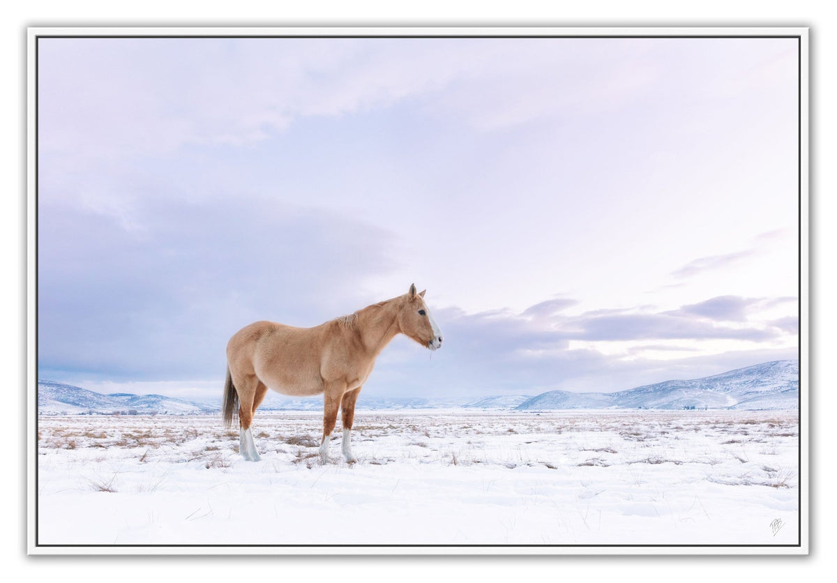 Winter Pasture